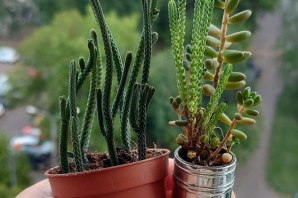 Крассула ложноплауновидная