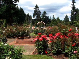 Розовый сад галины баскаковой