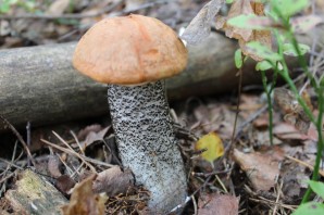 Подосиновик и подберезовик