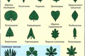Перистое жилкование