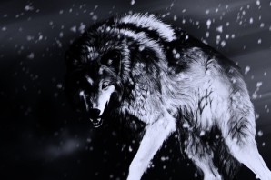 Белый и черный волк