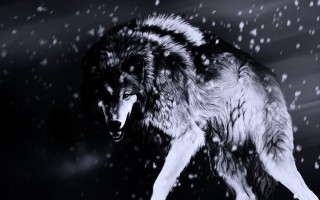 Белый и черный волк