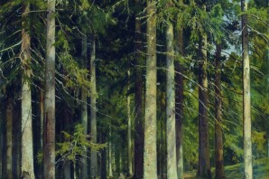 Сосна шишкин