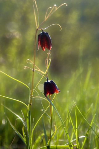 Рябчик русский