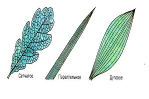 Перисто сетчатое жилкование