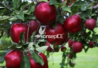 Яблоня ред делишес