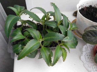 Каланхоэ в нос