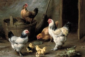 Обои с курами