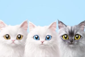 Обои на рабочий стол котики