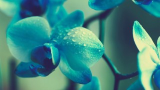 Бирюзовые обои на телефон
