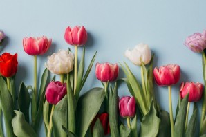 Тюльпаны обои на рабочий стол