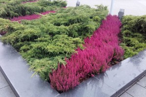 Вереск в ландшафтном дизайне