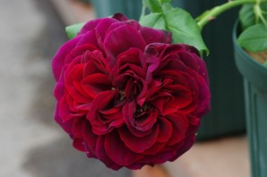 Роза астрид графин фон харденберг энциклопедия роз