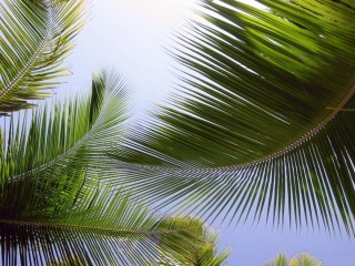 Пальмовые