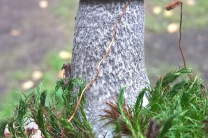 Черноголовик