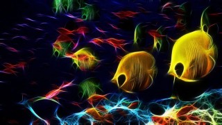 Обои на рабочий стол рыбки