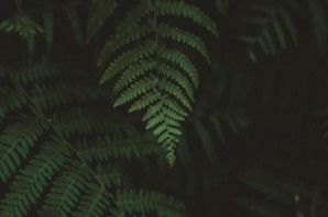 Папоротник фон