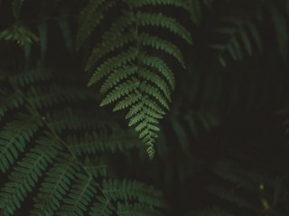 Папоротник фон