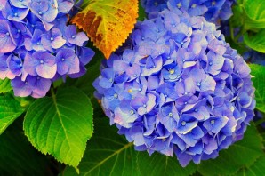 Гортензия на белом фоне