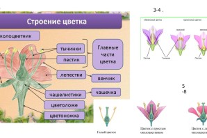 Простой и двойной околоцветник