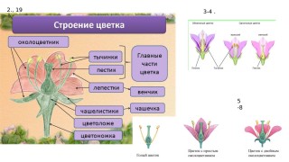 Простой и двойной околоцветник