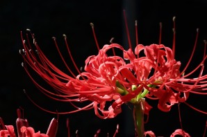 Хиганбана цветок