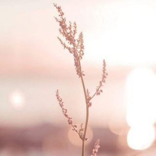 Пудровые обои на телефон