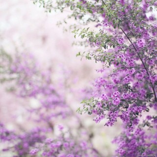 Дерево с фиолетовыми цветами