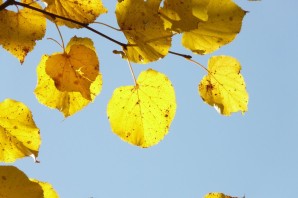 Осенний лист липы