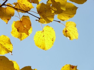 Осенний лист липы
