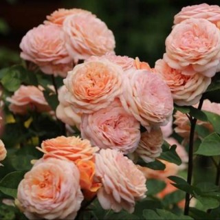 Роза чиппендейл