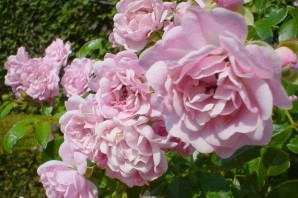 Роза королева швеции