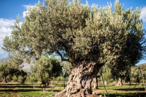 Дерево маслина дикая