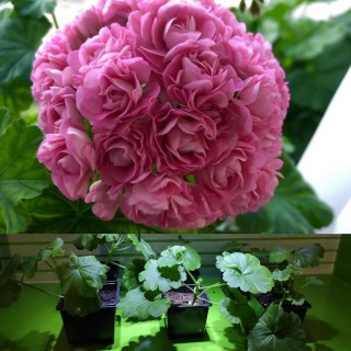 Античная роза пеларгония