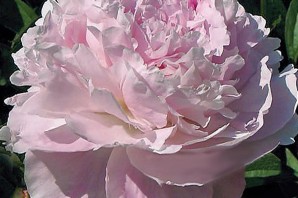 Миртл джентри пион