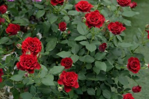 Роза анри дельбар