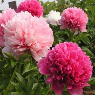 Пион мари лемуан