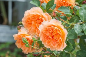 Роза эприкот скай