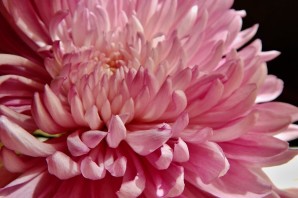 Хризантема розовый фламинго