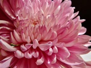 Хризантема розовый фламинго
