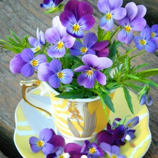 Фиалка желтая роза