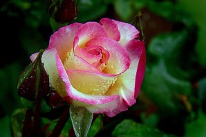 Роза сарона