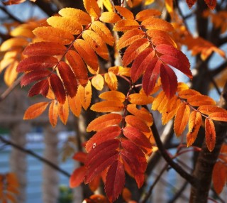 Лист рябины летом и осенью