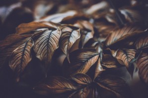 Коричневые обои на планшет