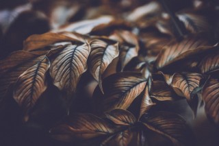 Коричневые обои на планшет