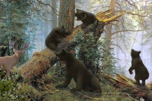 Шишкин сосновый бор