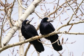 Грач перелетная птица