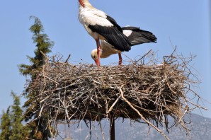Гнездо аиста