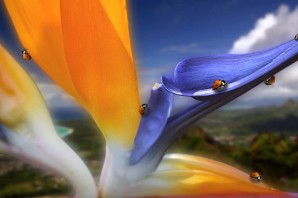 Необычные обои на рабочий стол