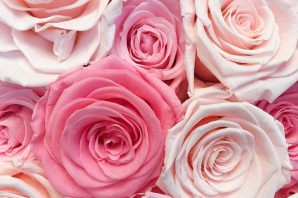 Обои на телефон розового цвета